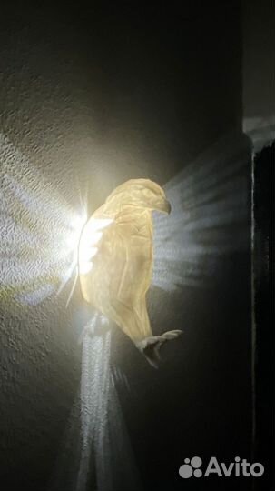 Ночник орёл