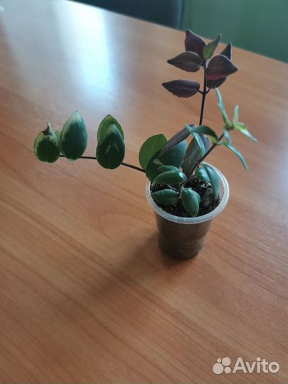 Эсхинантус - рыбка