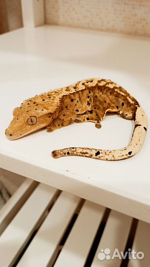 Бананоеды самка и малыши