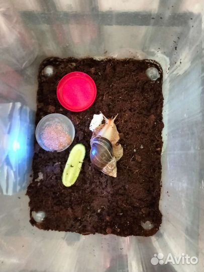 Улитки ахатины бесплатно