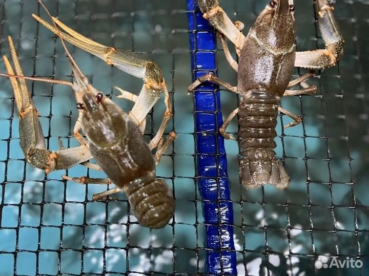 Живые и варенные раки