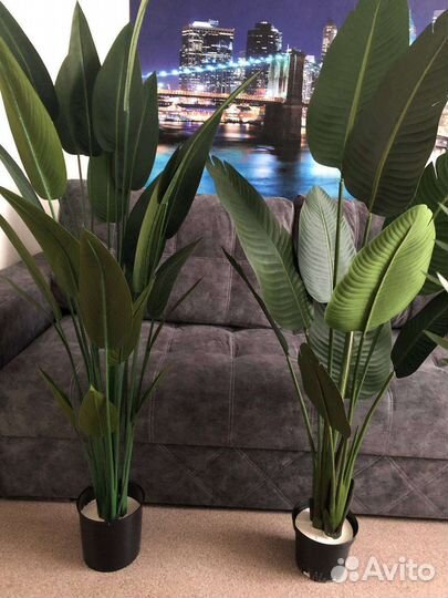 Искусственная пальма, стрелиция