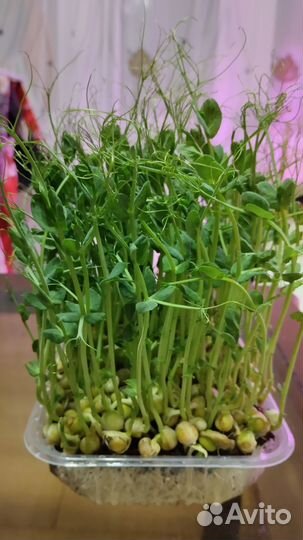 Микрозелень