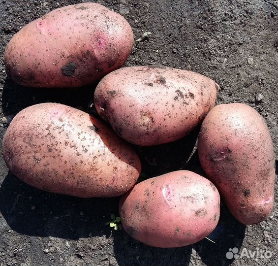 Картофель домашний