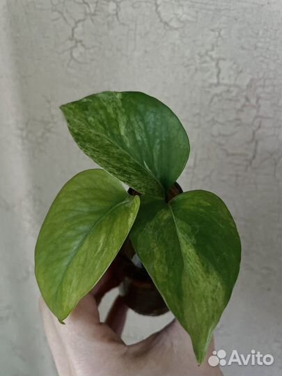 Сциндапсус эпиппремнум комнатный цветок