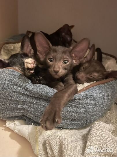 Ориентальная