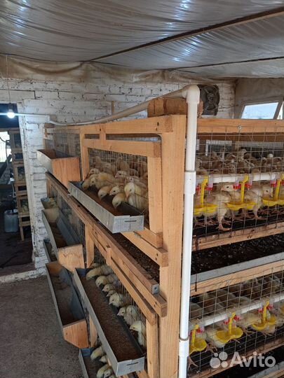 Цыплята Бройлер подрощенный