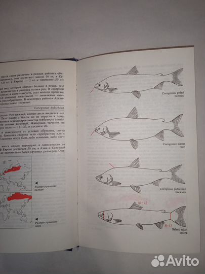 Определитель рыб морских и пресных вод