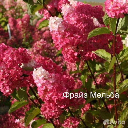 Гортензии метельчатые