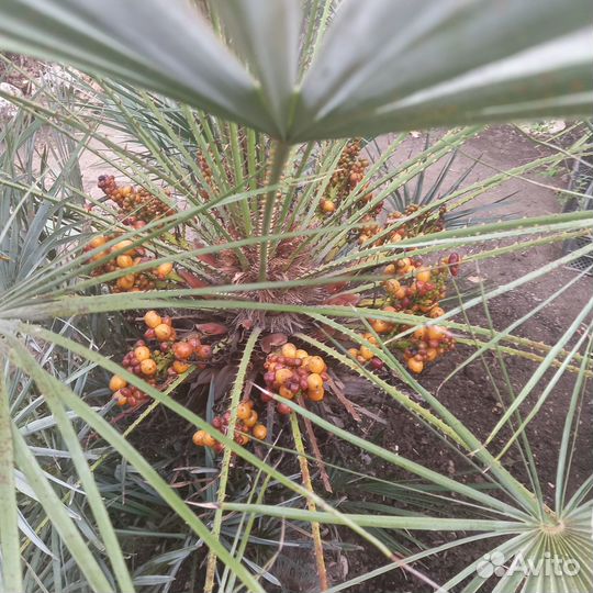 Пальма хамеропс