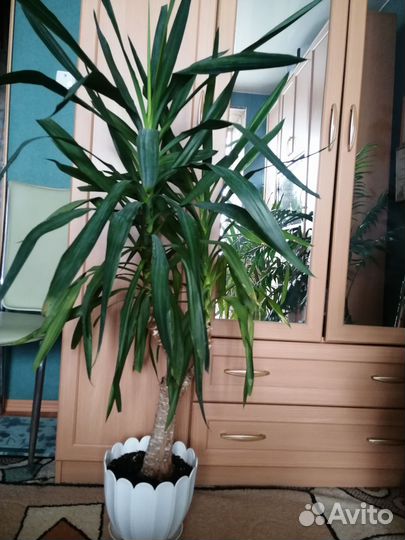 Пальмы юкка