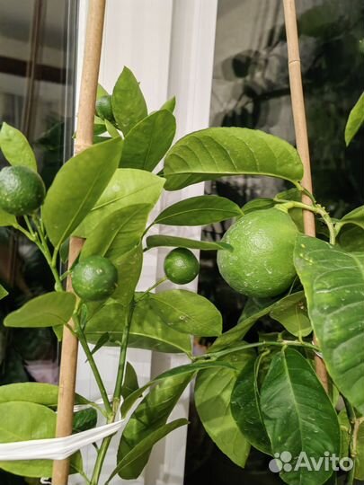 Лимоны Меера, Лунарио, Павловский