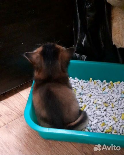 Сомалийский котенок