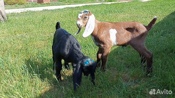 Козлята нубо камори 50%50%