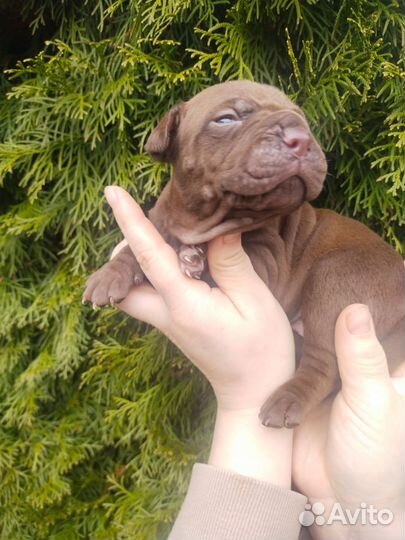 Щенки Питбуль-Прайтер