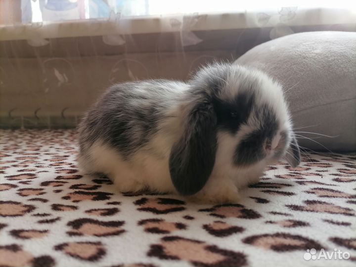 Вислоухий карликовый баран