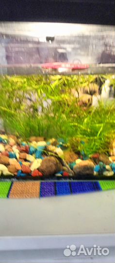 Растение для аквариума