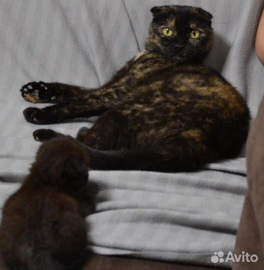 Кошечка вислоухая в добрые руки