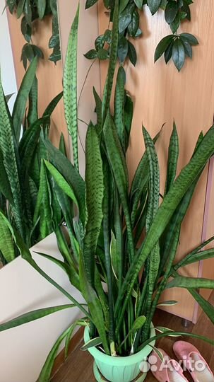 Комнатные цветы