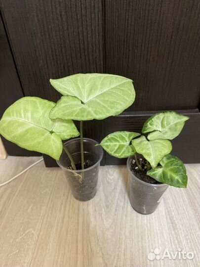 Сингониумы