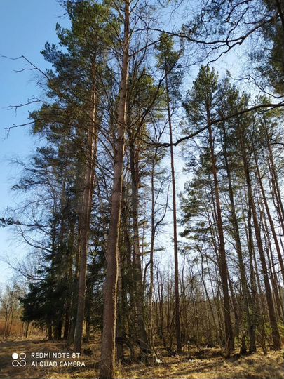 Участок 10 сот. (ИЖС)