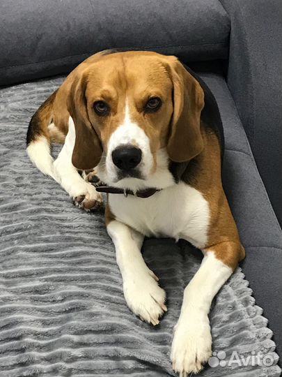 Бигль вязка