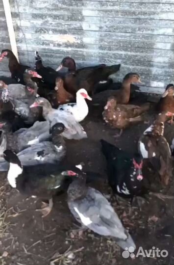 Мускусные утки, гуси тулузы и холмогоры