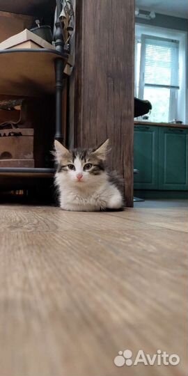 Котенок