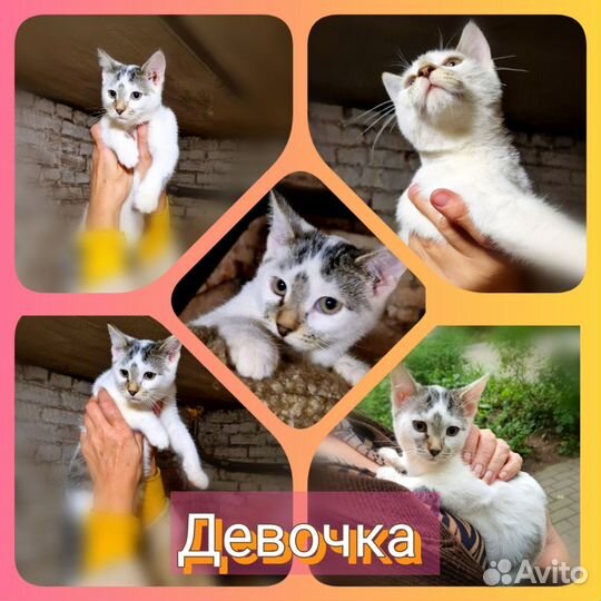 Кошки в добрые руки бесплатно