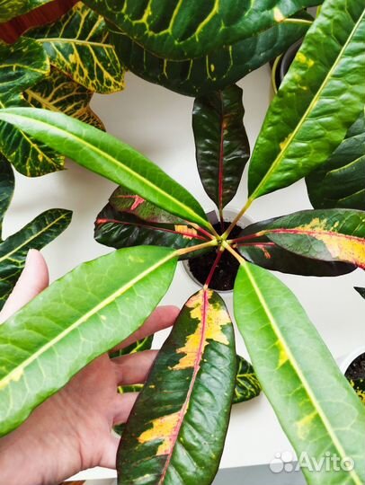 Кодиеумы/Кротоны сортовые