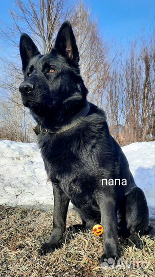 Продам щенков немецкой овчарки