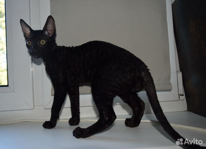 Котик 4 месяца чисто черный