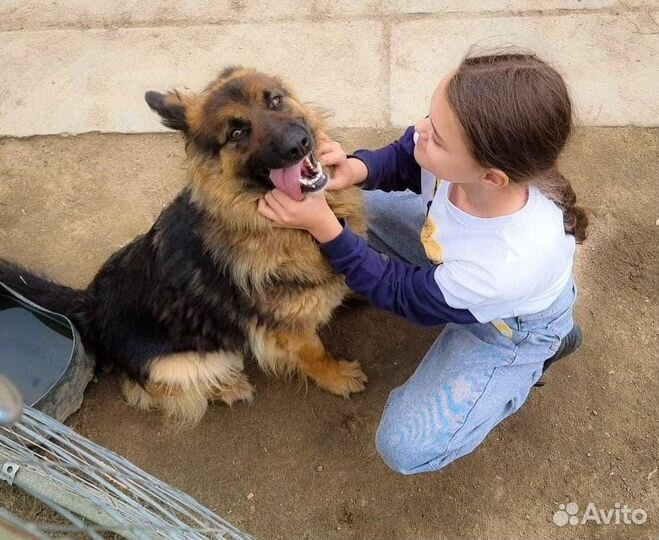 Немецкая овчарка в дар