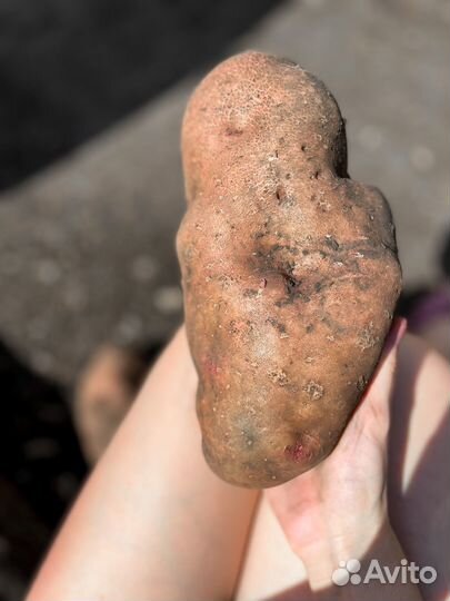 Сынок Семена картофеля