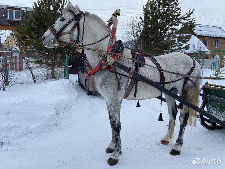 Продам жеребца Орловской рысистой породы
