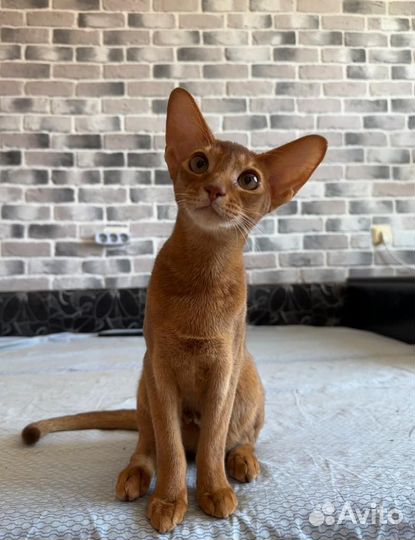 Абиссинский котик