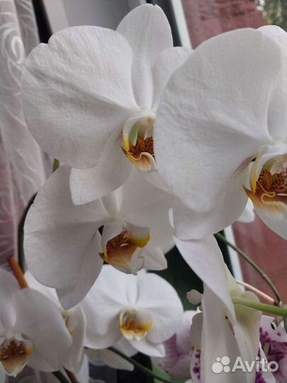 Орхидея фаленопсис