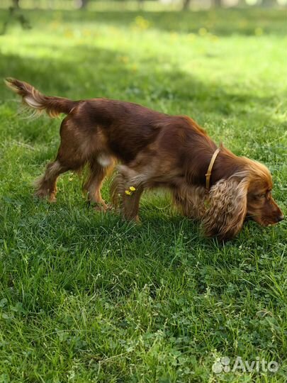 Английский кокер спаниель вязка