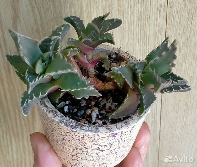 Кактусы и суккуленты