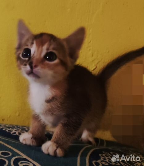 Полуабиссинские котята