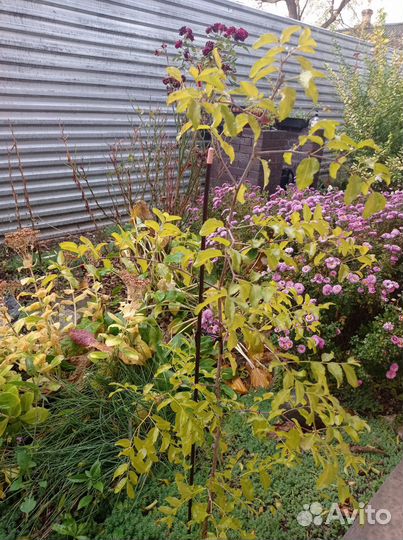 Саженцы финик унаби