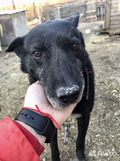 Собака, у которой мало шансов на дом