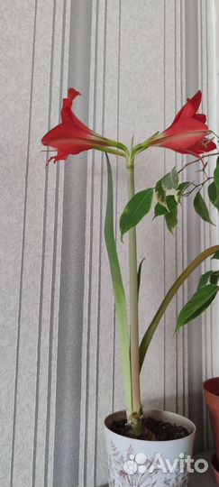 Гиппиаструм