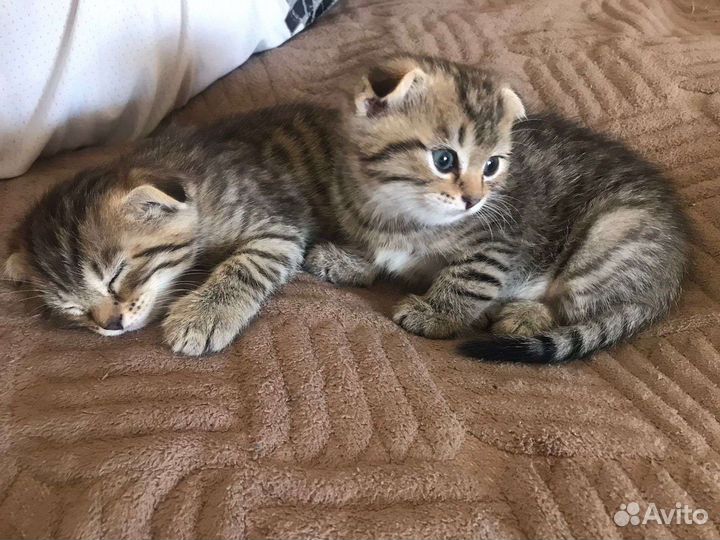 Папа полу бенгал/британец мама полу британка/скот