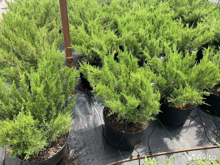 Декоративные (хвойные) и плодовые растения