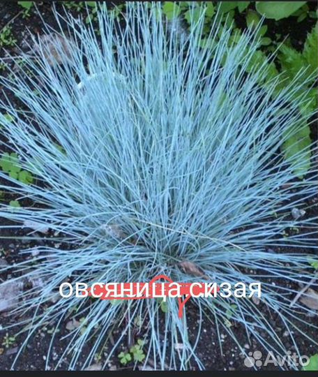 Растения для сада