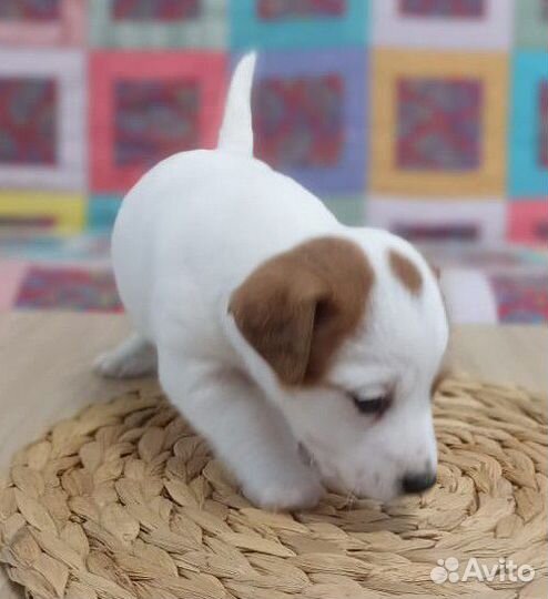 Щенки Джек Рассел девочка