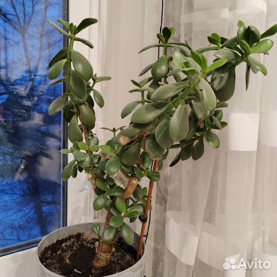 Живое дерево