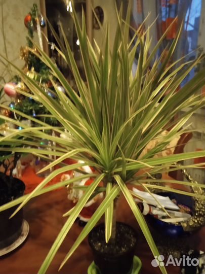 Драцена пестролистная