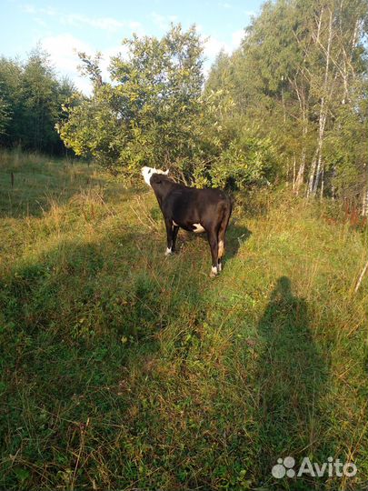 Телки нетели коровы